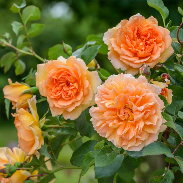 David Austin Bush Rose Dame Judi Dench - 20cm Pot