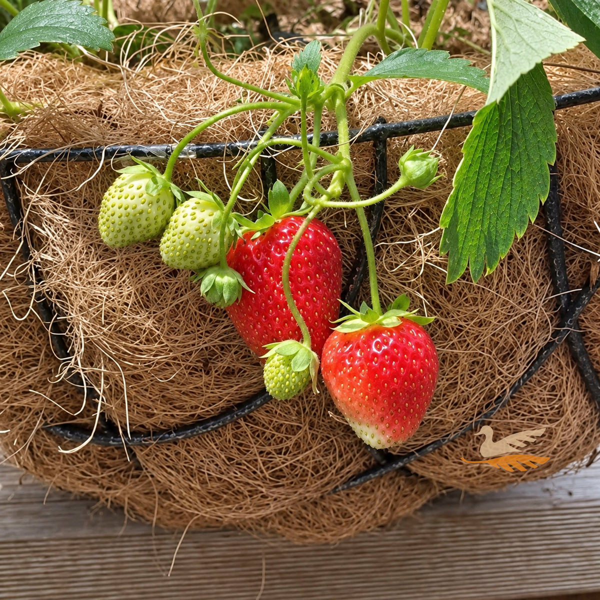 Strawberry Big Sweetie - 10cm Pot