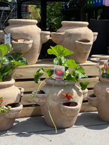Strawberry Big Sweetie - 10cm Pot
