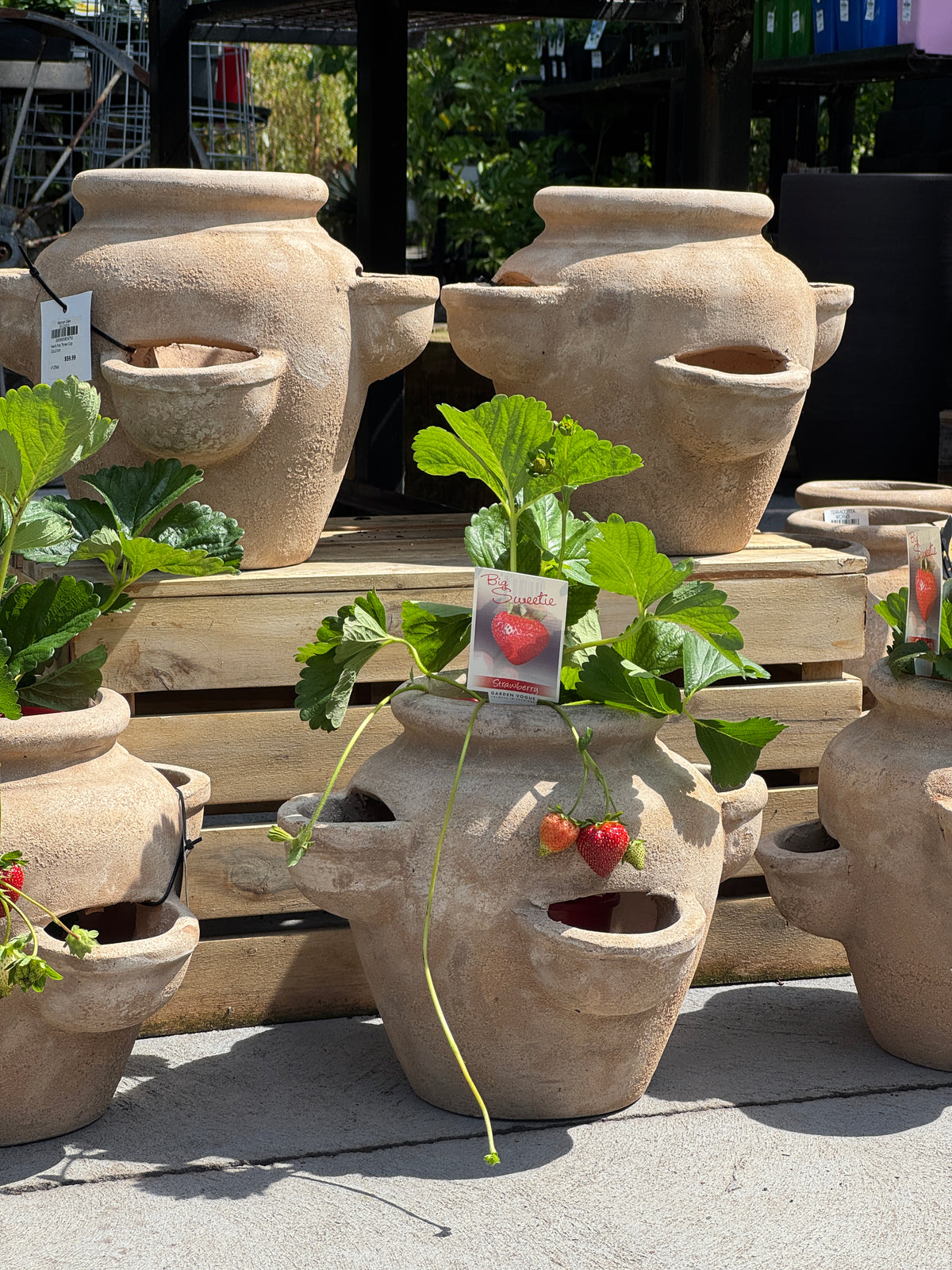 Strawberry Big Sweetie - 10cm Pot