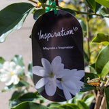 Magnolia Inspiration - 33cm Pot