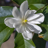 Magnolia Inspiration - 33cm Pot