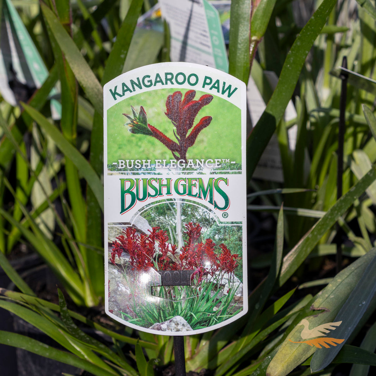 Anigozanthos Bush Elegance - 14cm Pot
