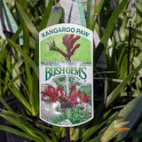 Anigozanthos Bush Elegance - 14cm Pot