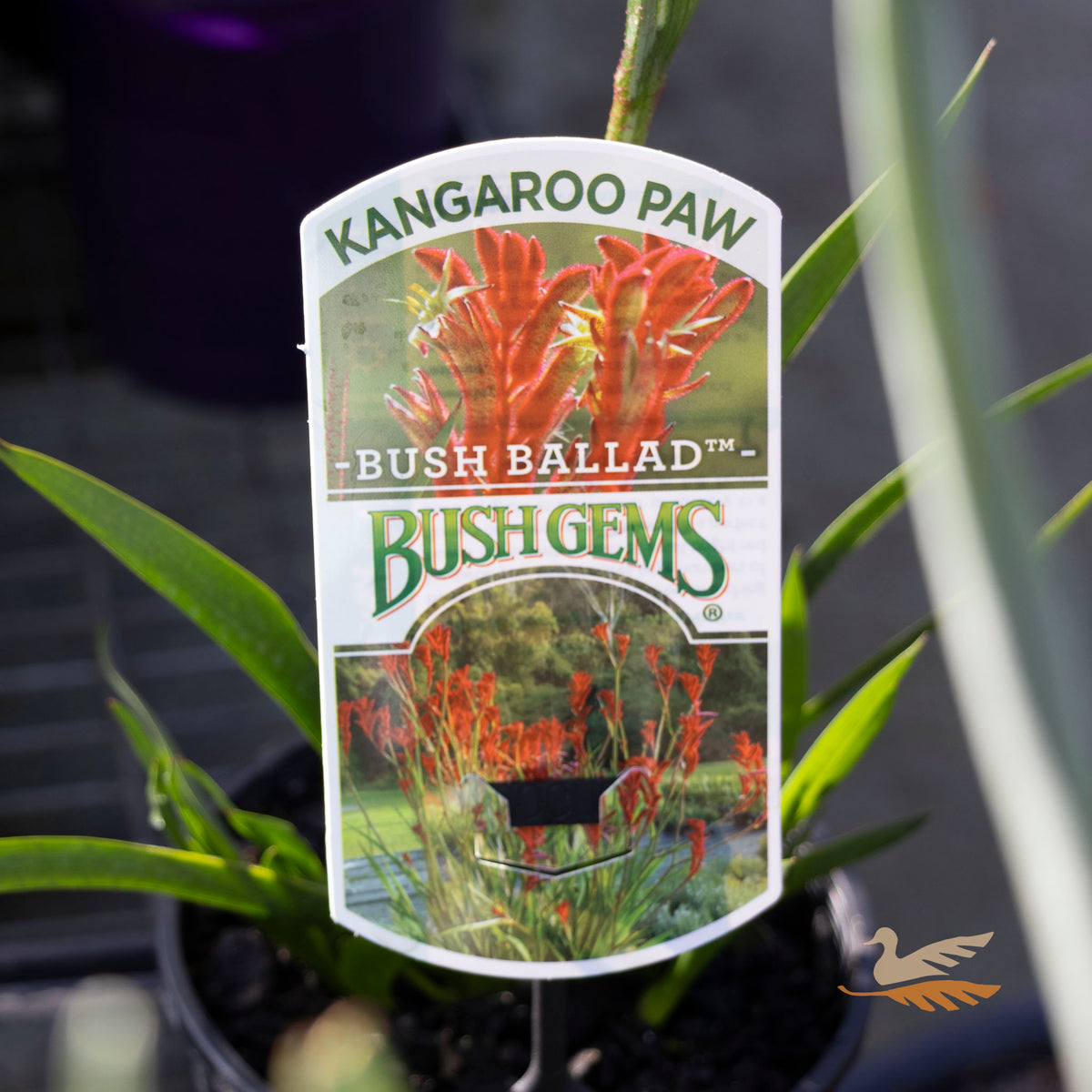 Anigozanthos Bush Ballad - 14cm Pot