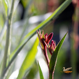 Anigozanthos Bush Ballad - 14cm Pot