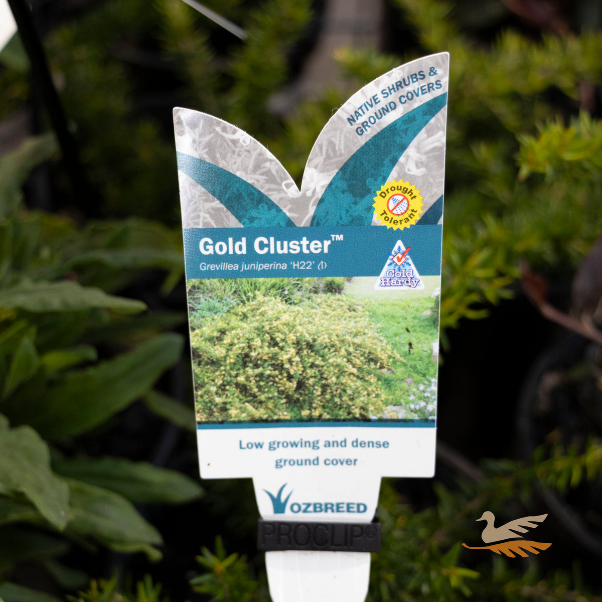 Grevillea H22A Gold Cluster - 14cm Pot
