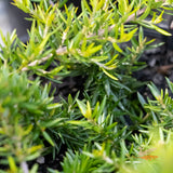 Grevillea H22A Gold Cluster - 14cm Pot