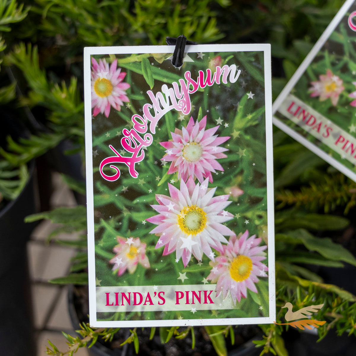 Xerochrysum Lindas Pink - 14cm Pot