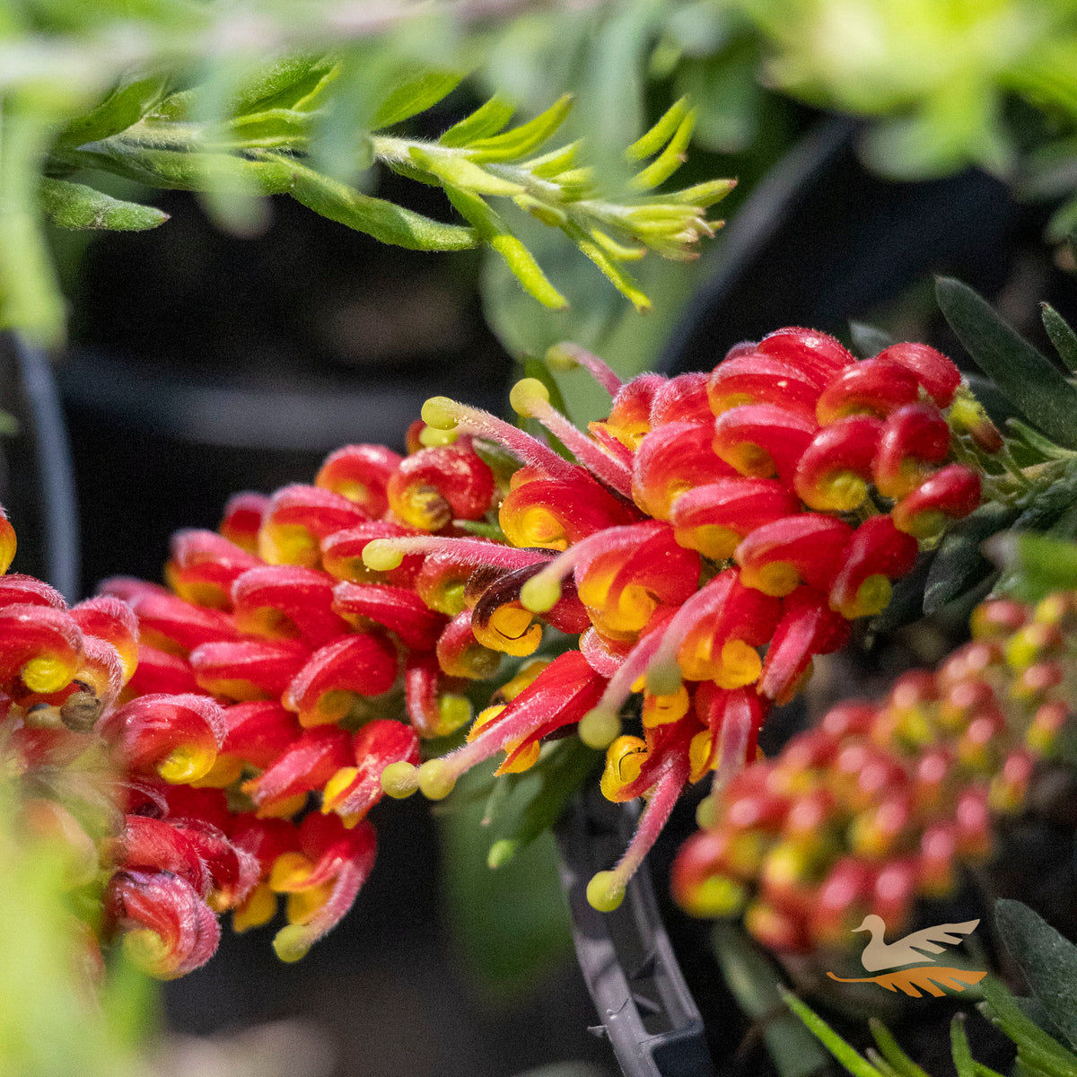 Grevillea Fireworks - 14cm Pot