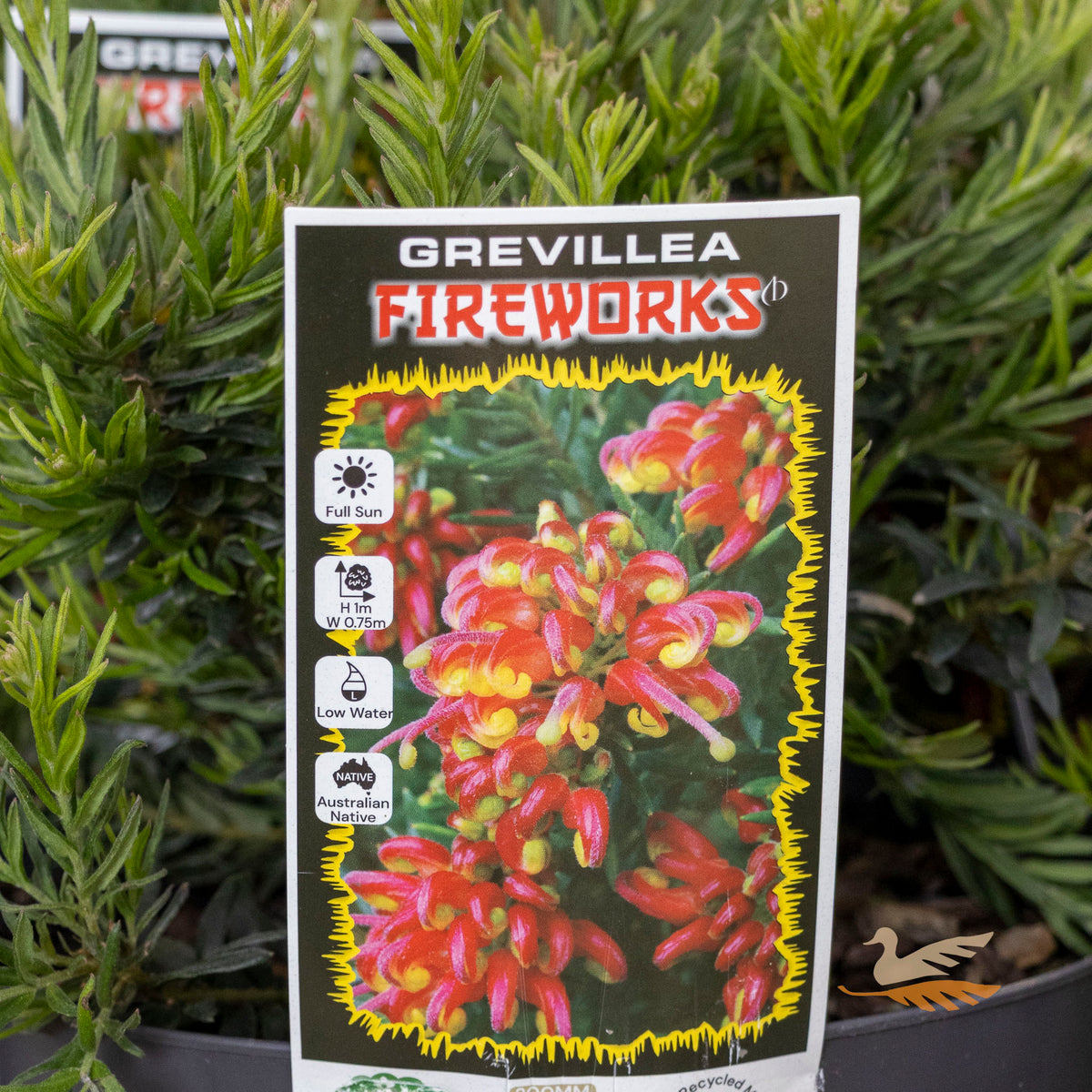 Grevillea Fireworks - 14cm Pot