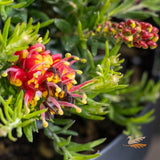 Grevillea Fireworks - 20cm Pot