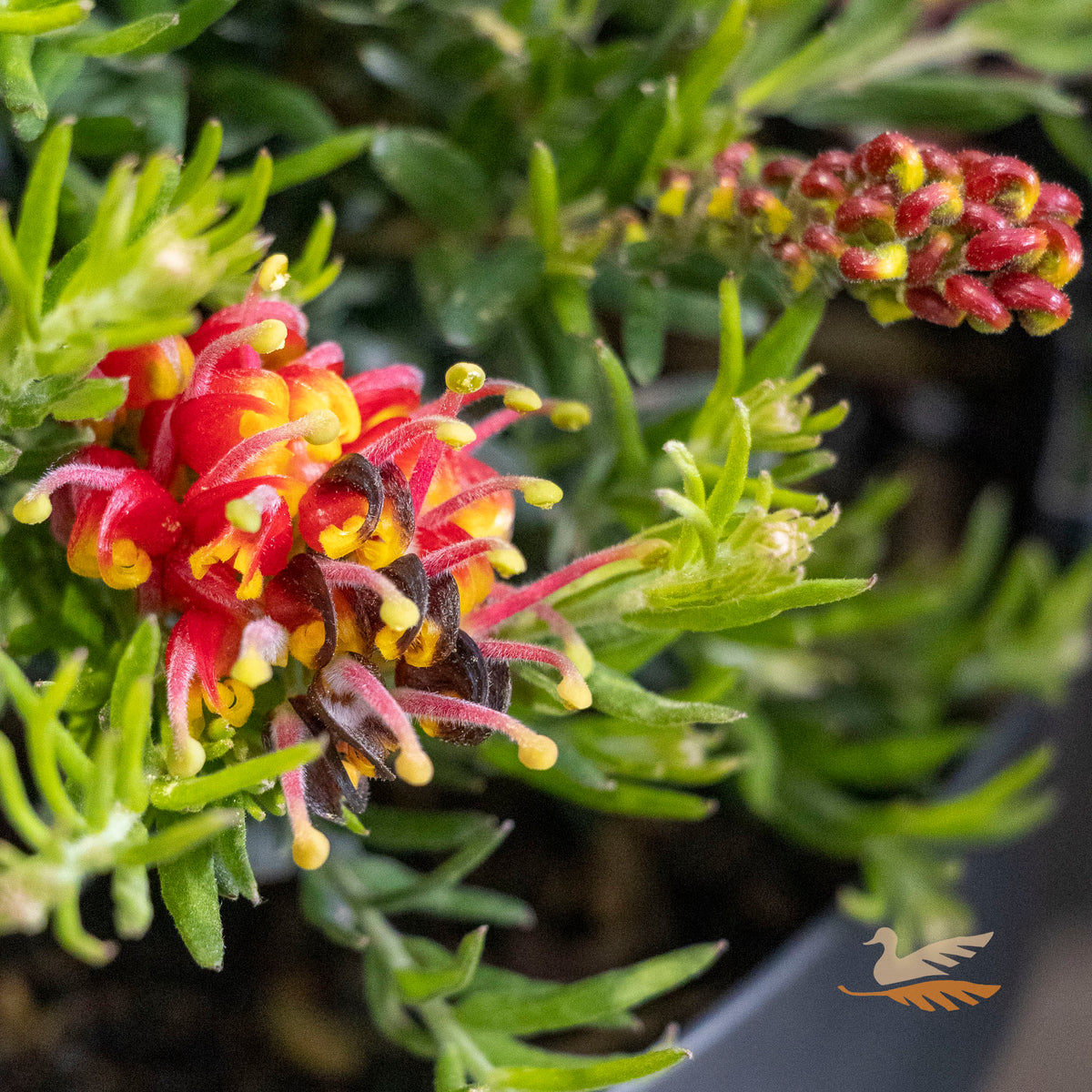 Grevillea Fireworks - 20cm Pot