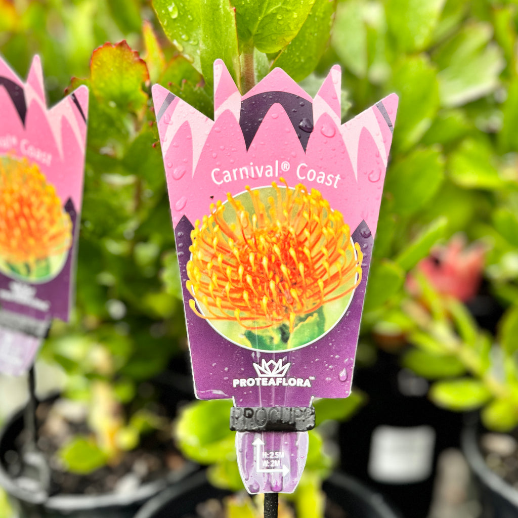 Leucospermum Carnival Coast - 14cm Pot