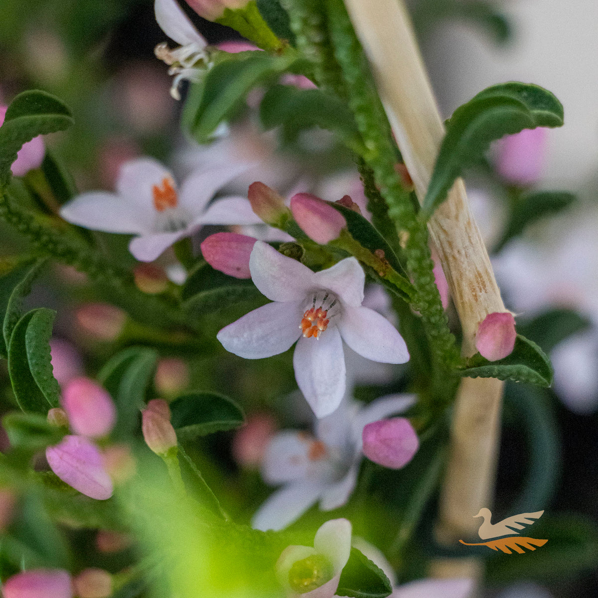 Philotheca Flower Girl - 14cm Pot