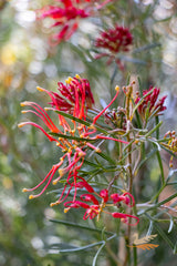 Grevillea Flaming Red - 14cm Pot