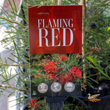 Grevillea Flaming Red - 14cm Pot