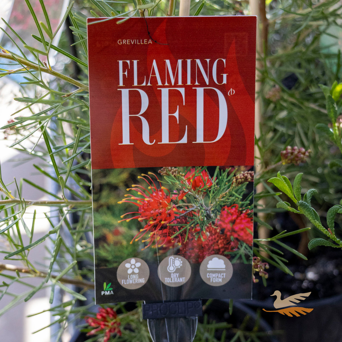 Grevillea Flaming Red - 14cm Pot
