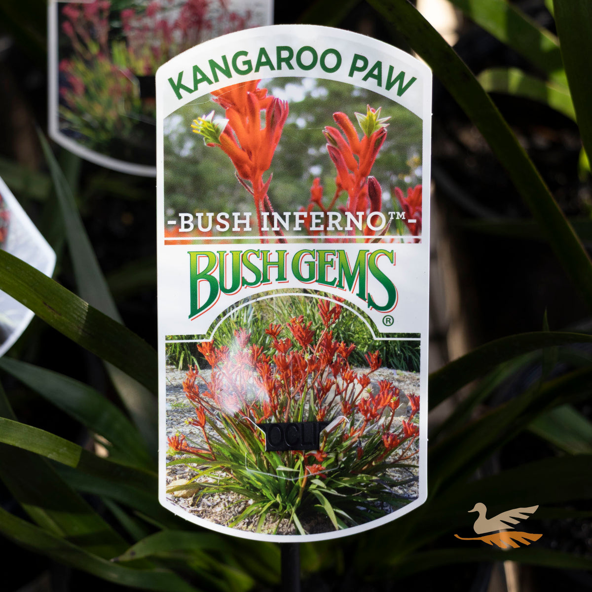 Anigozanthus Bush Inferno - 14cm Pot