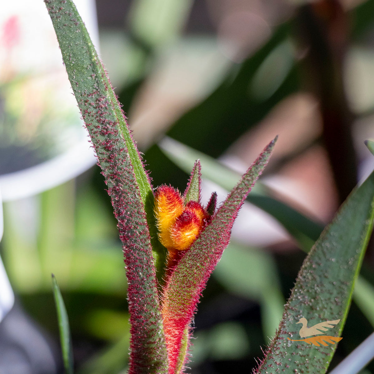 Anigozanthos Bush Fire - 14cm Pot