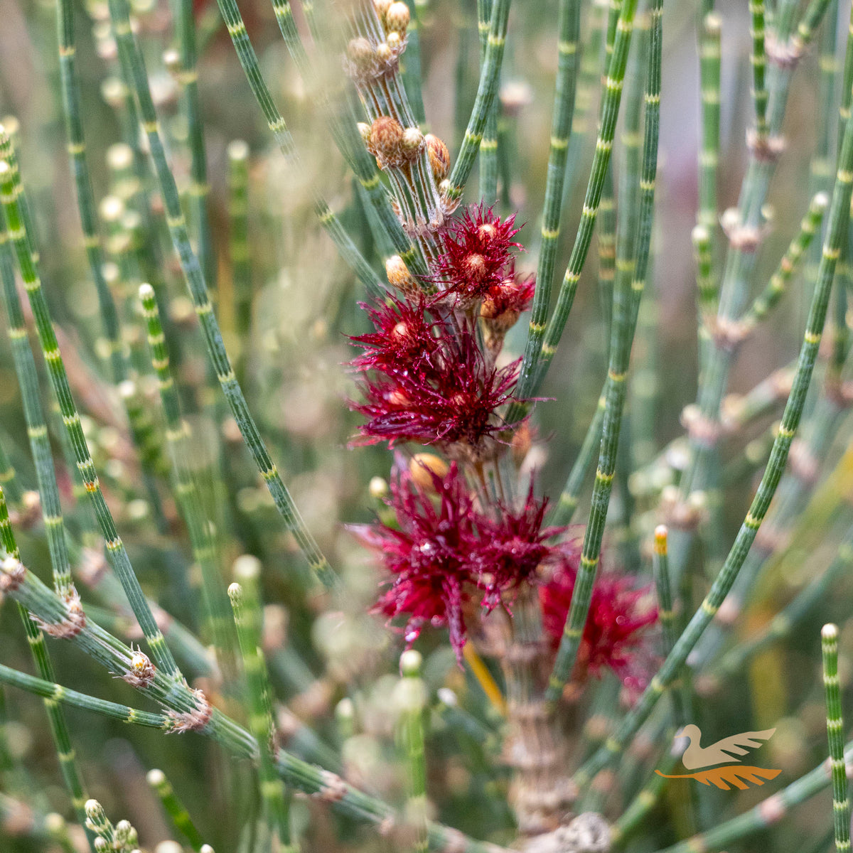 Allocasuarina Red Fox - 33cm Pot