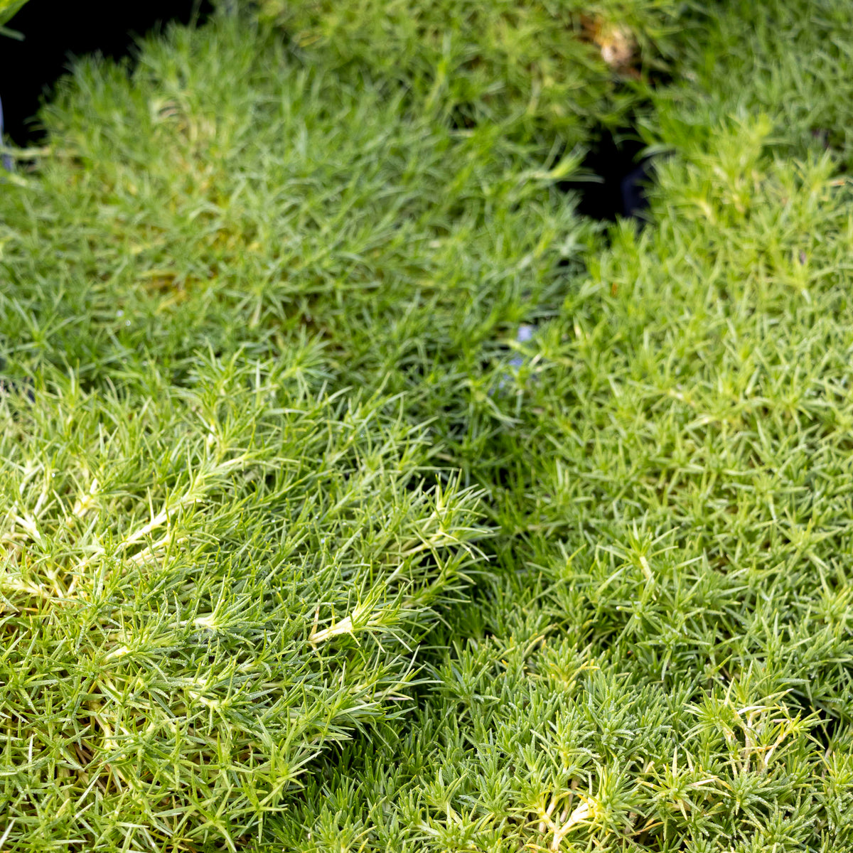 Scleranthus Biflorus Zen Moss - 20cm Pot
