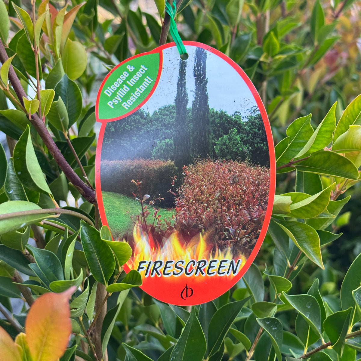 Acmena Smithii Firescreen - 33cm Pot