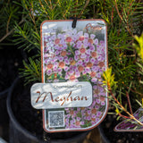 Chamelaucium Meaghan - 14cm Pot