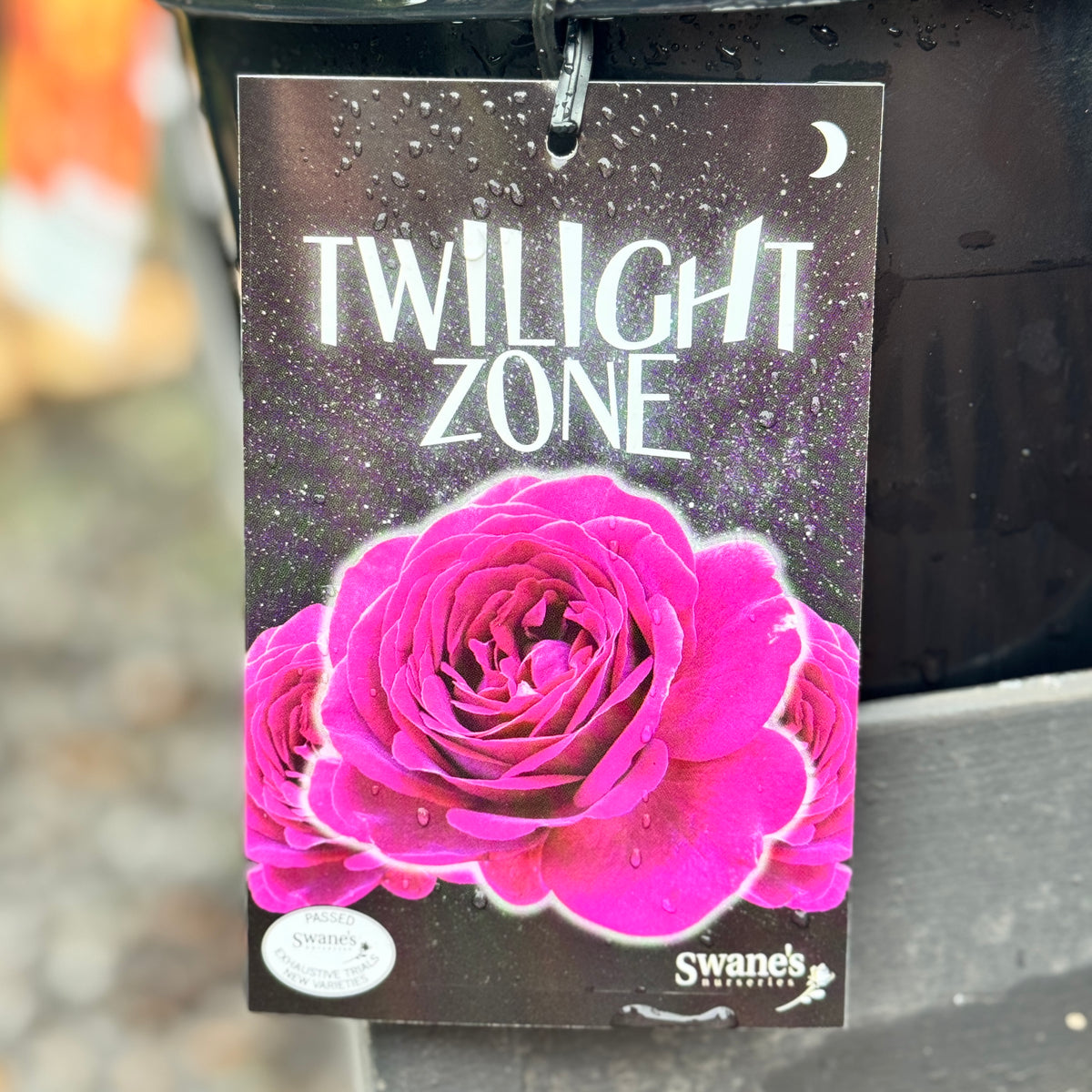 Standard Rose Twilight Zone - 90cm/3ft | 25cm Pot