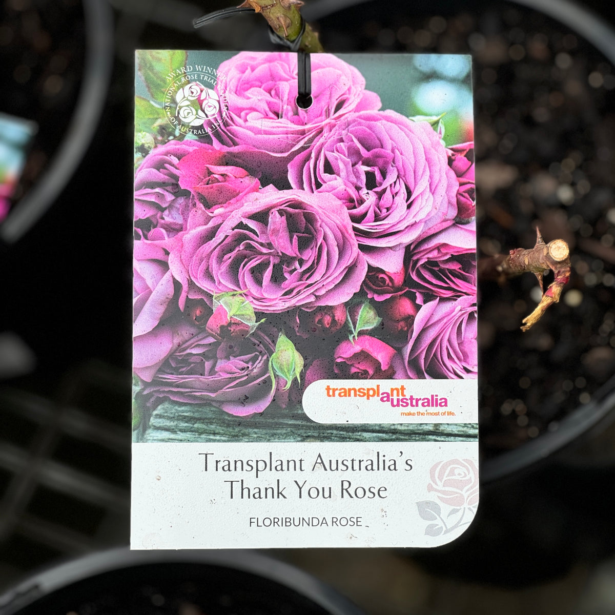 Standard Rose Thank You Rose - 90cm/3ft | 25cm Pot