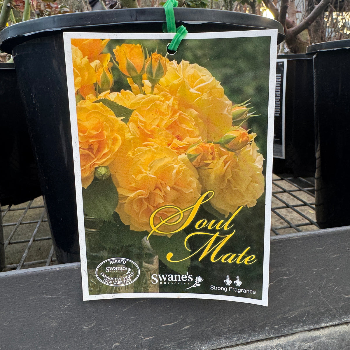 Standard Rose Soul Mate - 90cm/3ft | 25cm Pot