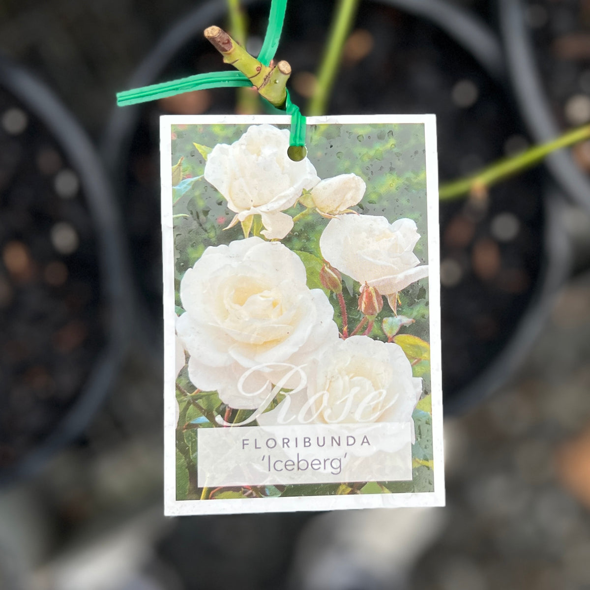 Standard Rose Iceberg - 60cm/2ft | 25cm Pot