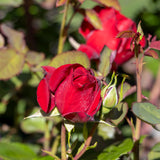 Standard Rose Gallipoli Centenary Rose - 90cm/3ft | 25cm Pot