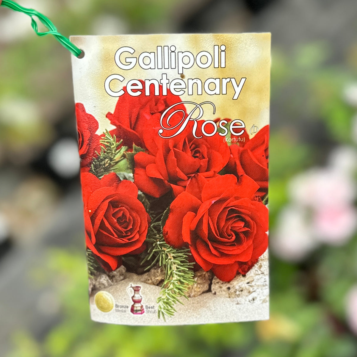 Standard Rose Gallipoli Centenary Rose - 90cm/3ft | 25cm Pot