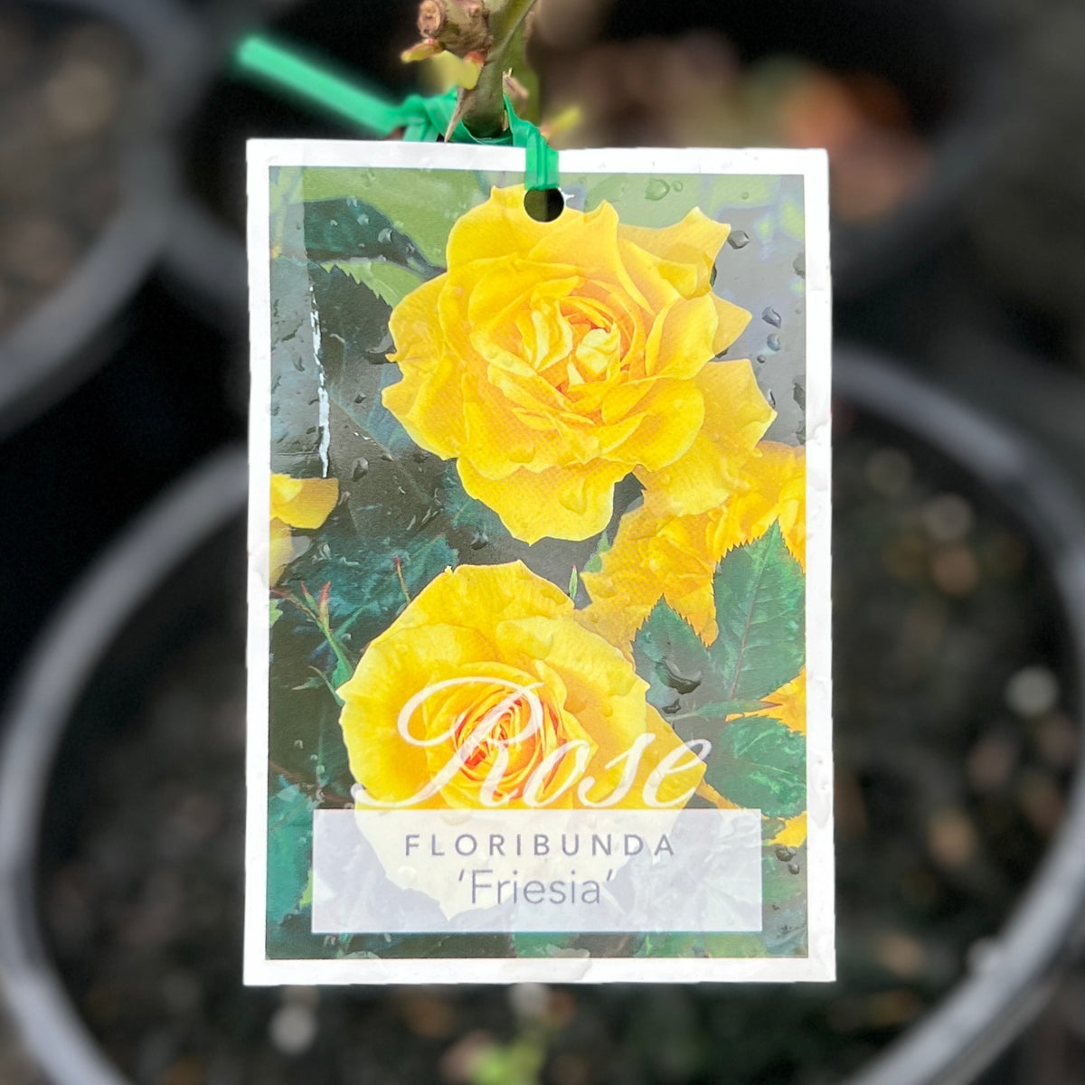 Standard Rose Friesia  - 60cm/2ft | 25cm Pot