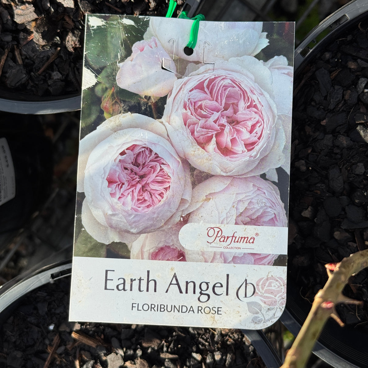 Standard Rose Earth Angel - 90cm/3ft | 25cm Pot