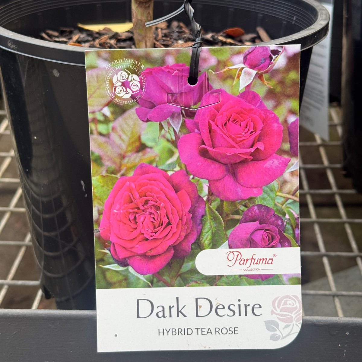 Standard Rose Dark Desire - 90cm/3ft | 25cm Pot