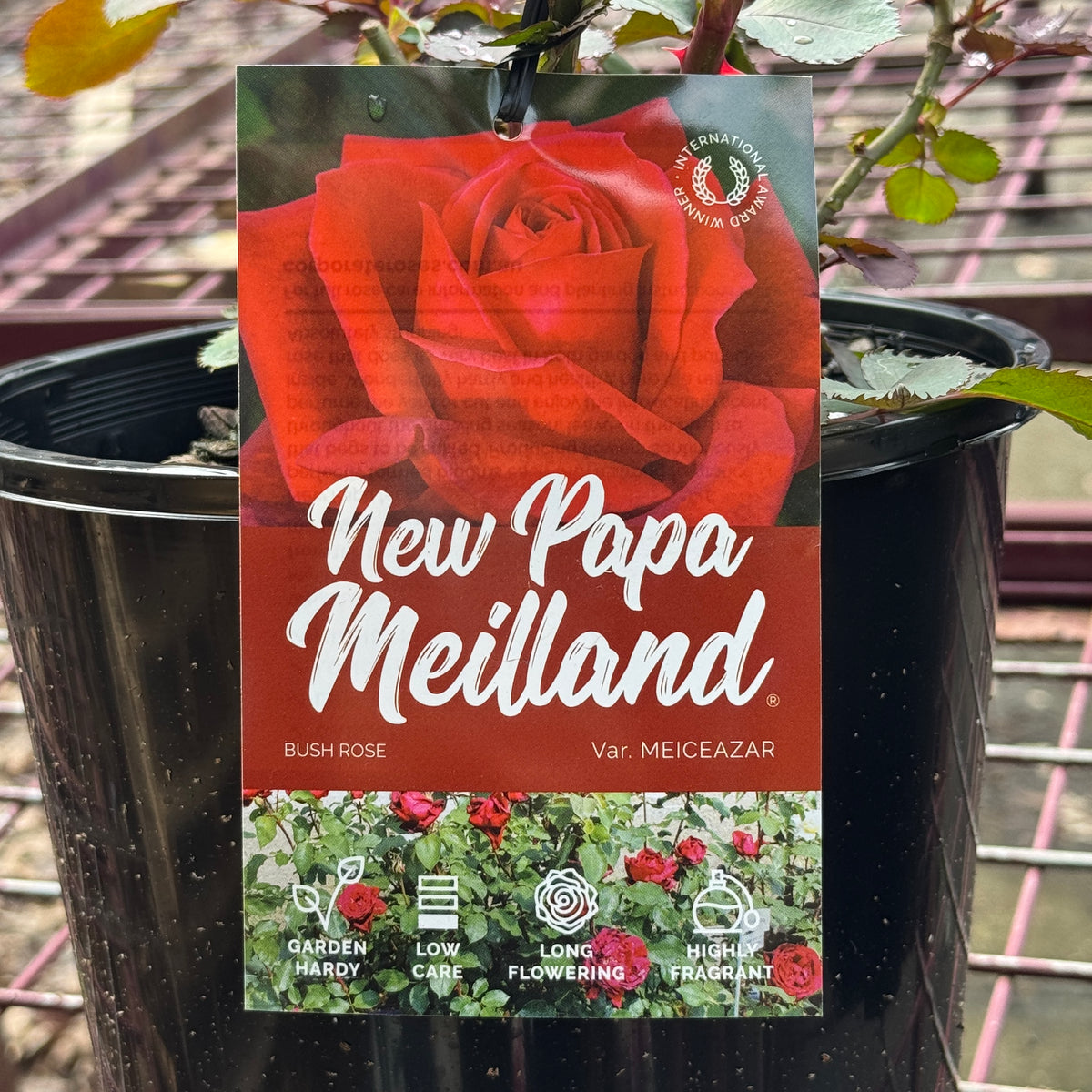 Bush Rose New Papa Meilland - 20cm Pot