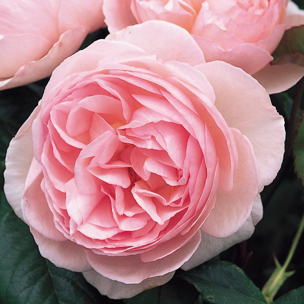David Austin Bush Rose Heritage - 20cm Pot