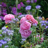 David Austin Rose Princess Alexandra of Kent - 20cm Pot