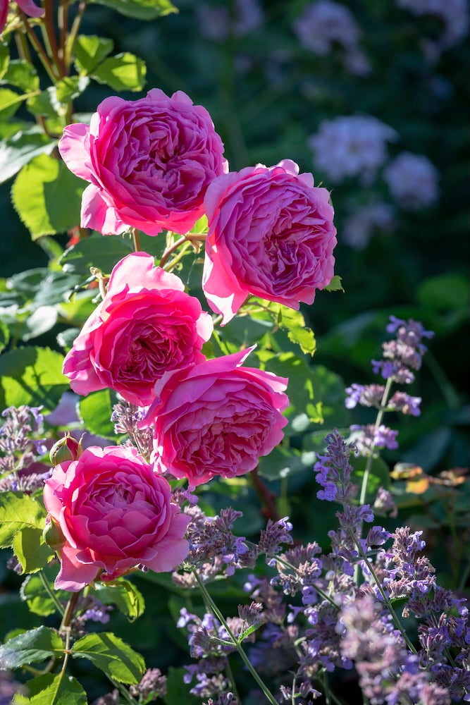 David Austin Rose Princess Alexandra of Kent - 20cm Pot
