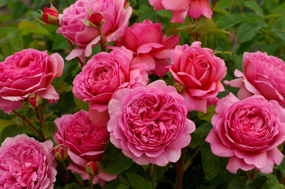 David Austin Rose Princess Alexandra of Kent - 20cm Pot