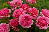 David Austin Rose Princess Alexandra of Kent - 20cm Pot