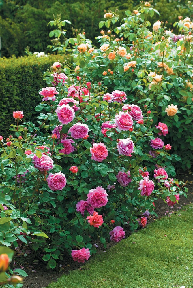 David Austin Rose Princess Alexandra of Kent - 20cm Pot