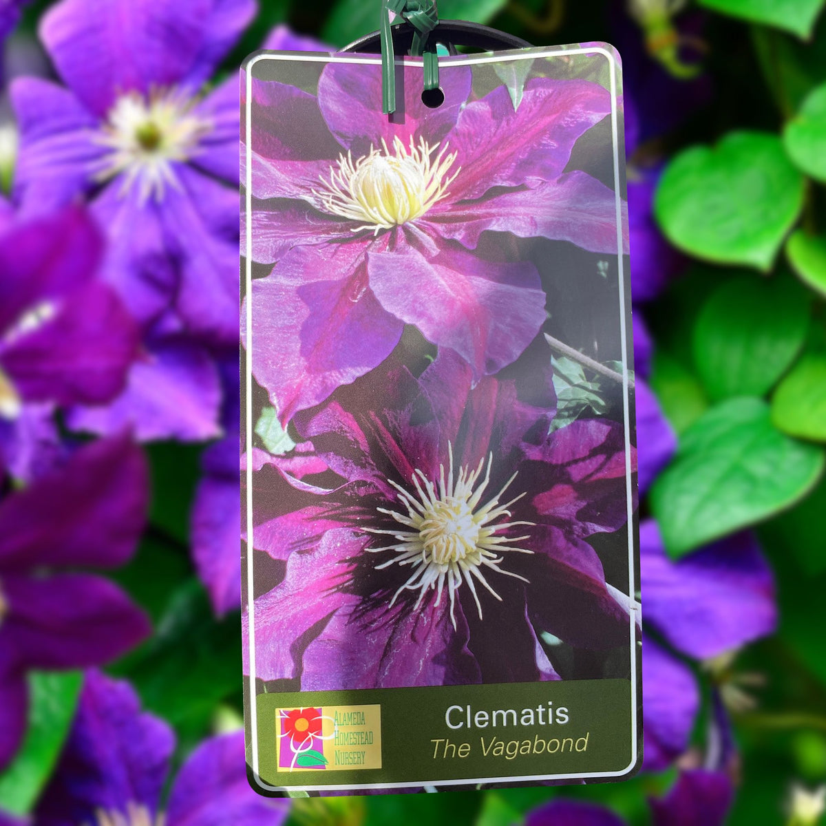 Clematis The Vagabond - 20cm Pot