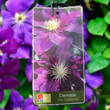 Clematis The Vagabond - 20cm Pot