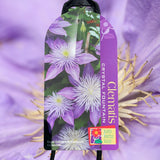 Clematis Crystal Fountain - 20cm Pot