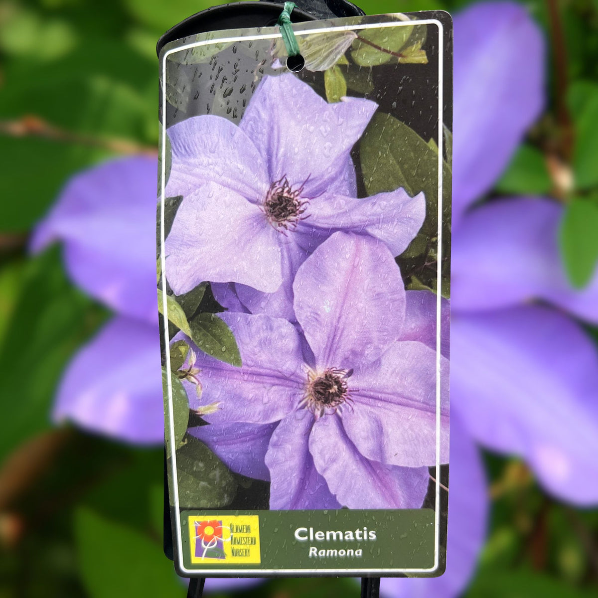 Clematis Ramona - 20cm Pot