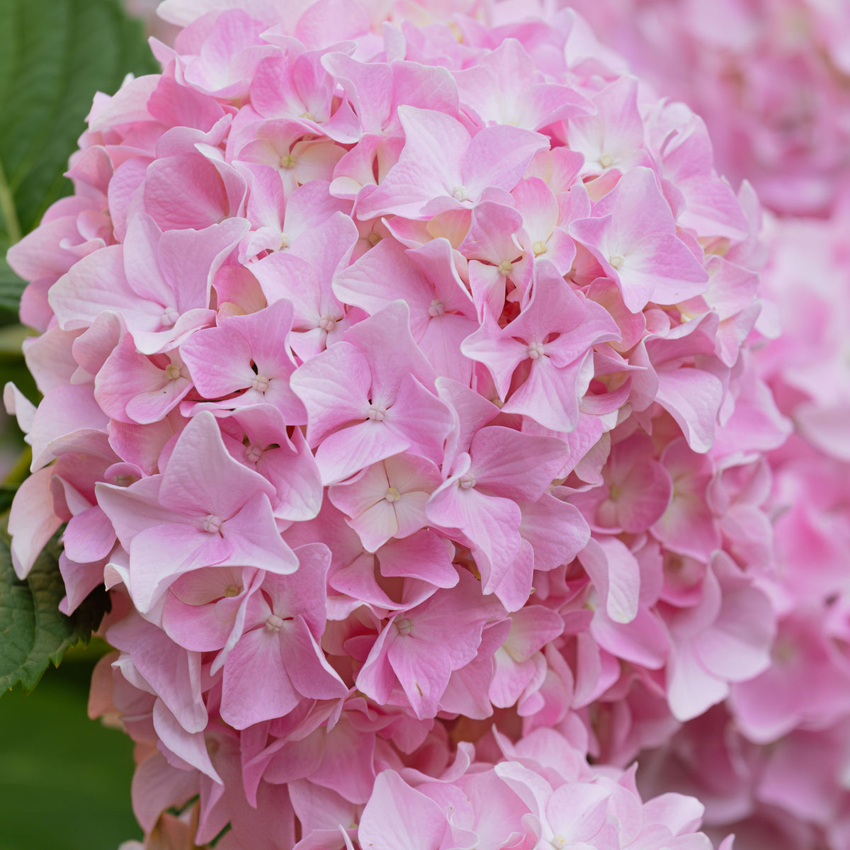 Hydrangea Pink Ball - 20cm Pot