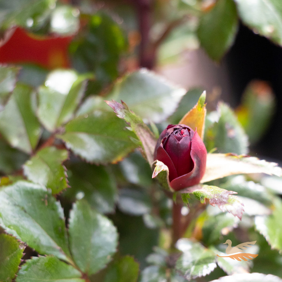 Rose Zepeti Meibenbino - 14cm Pot